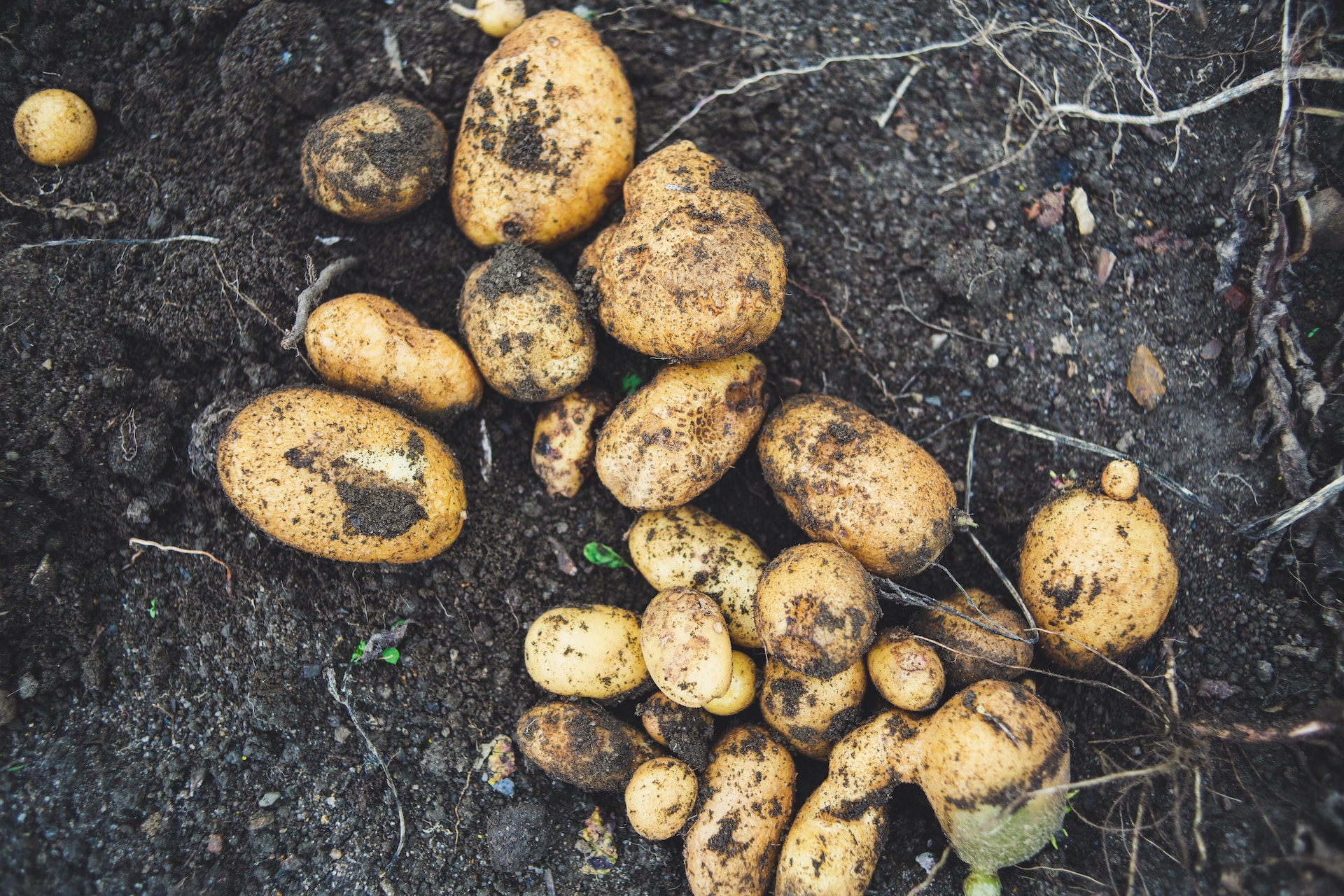 foto de papas en una cosecha